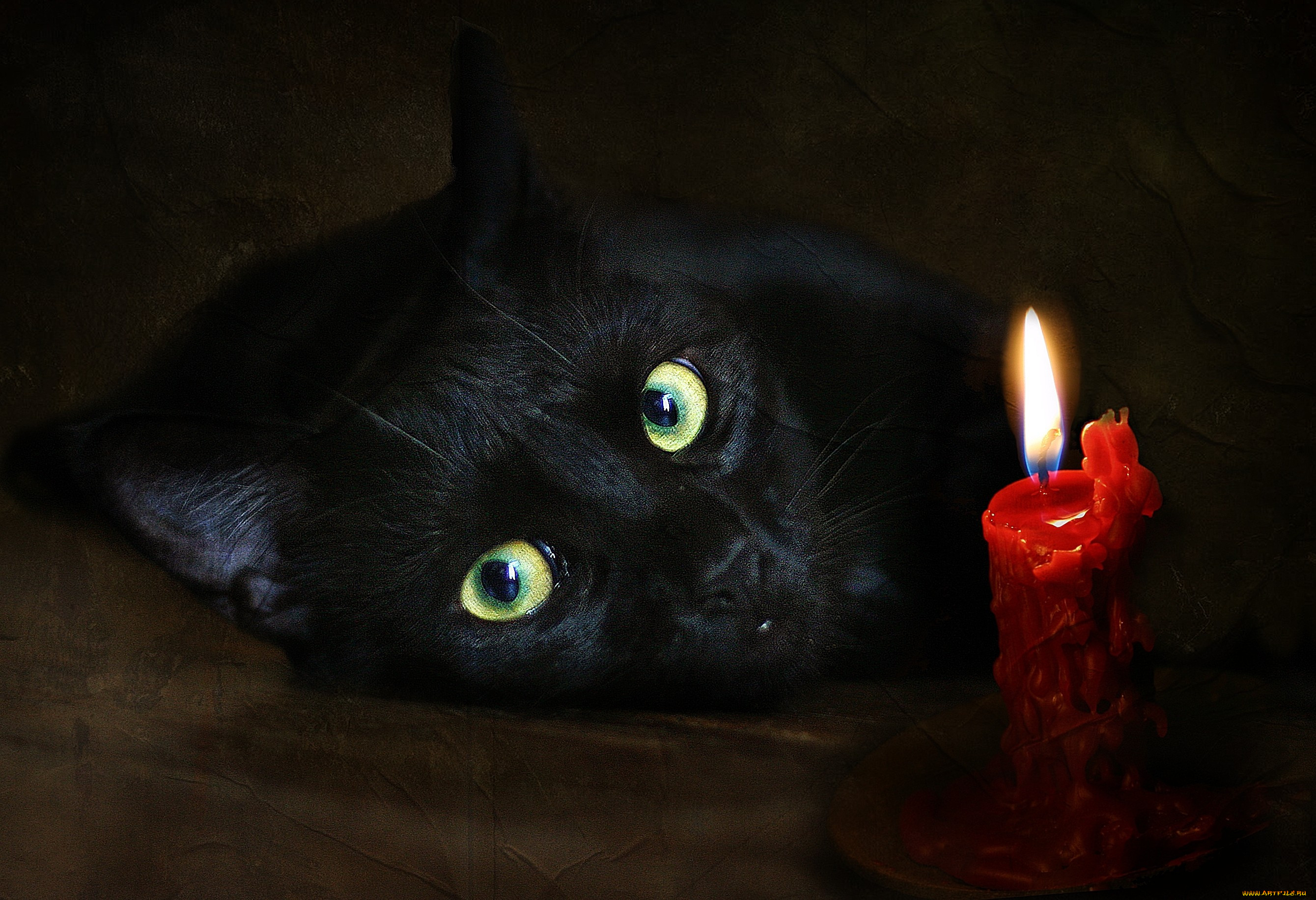 Черная фотография. Чёрный кот. Красивая черная кошка. Красивый черный кот. Черная кошка с зелеными глазами.